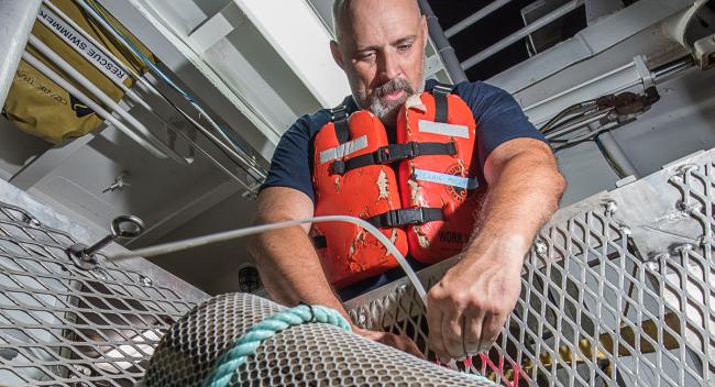 A study by Dr. Craig McClain and Stanford University researchers indicates why blue whales grow so large.
