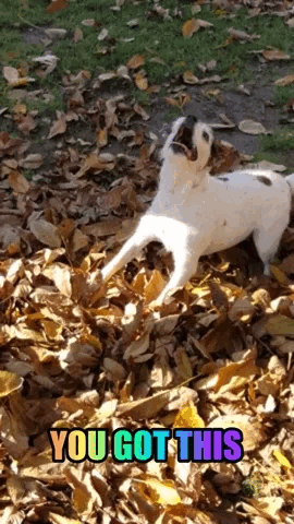 A Jack Russell Terrier jumps and grabs a tennis ball after several attempts. The words